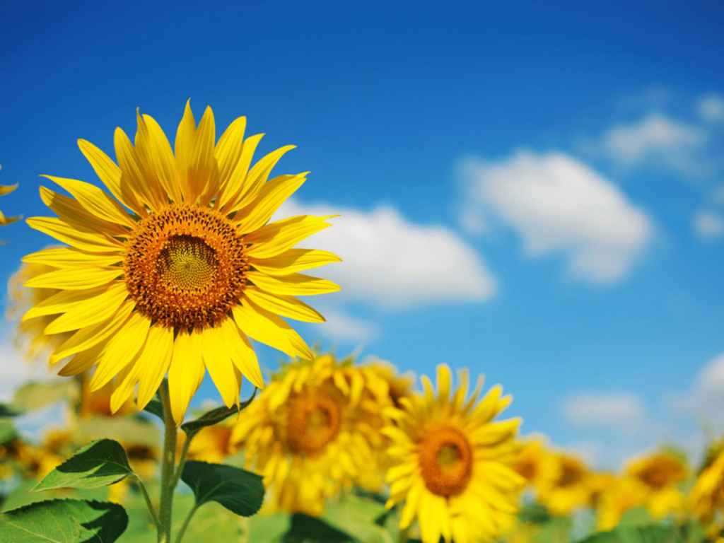 sunflowers